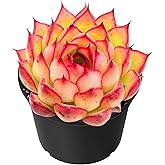 Sprout N Green Echeveria Firefly, Live Rare Succulent Potted 2" Planter, Real House Plant for Party Favors Home Indoor Outdoo