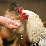 Copdock Mill Range Layers Mash 5kg Chicken Feed High Protein 17% view 8