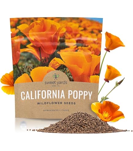 ESCHSCHOLZIA CALIFORNICA. CALIFORNIAN POPPY Stock Photo - Alamy