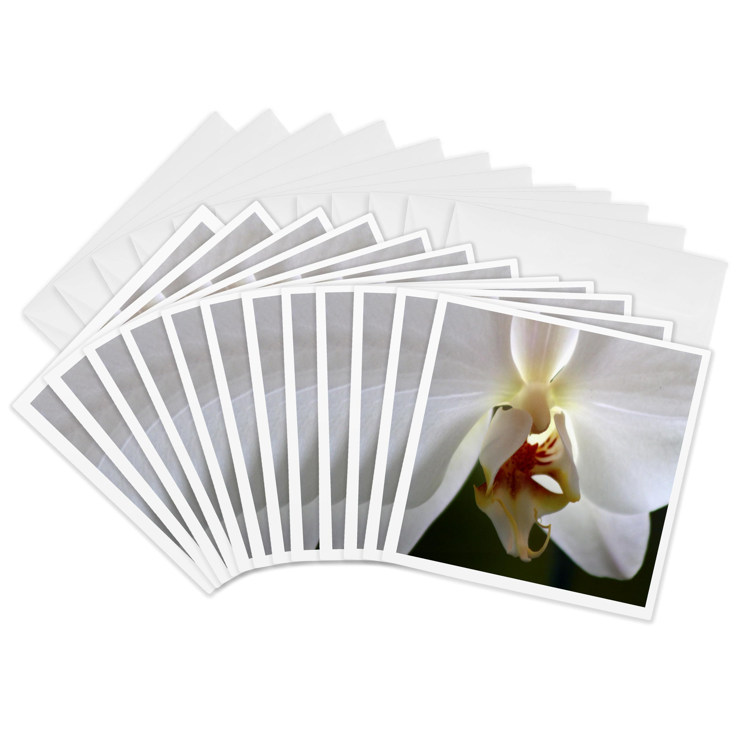 3dRose gc_8997_2 6 x 6-Inch "Orchid - L" Greeting Card (Pack of 12)