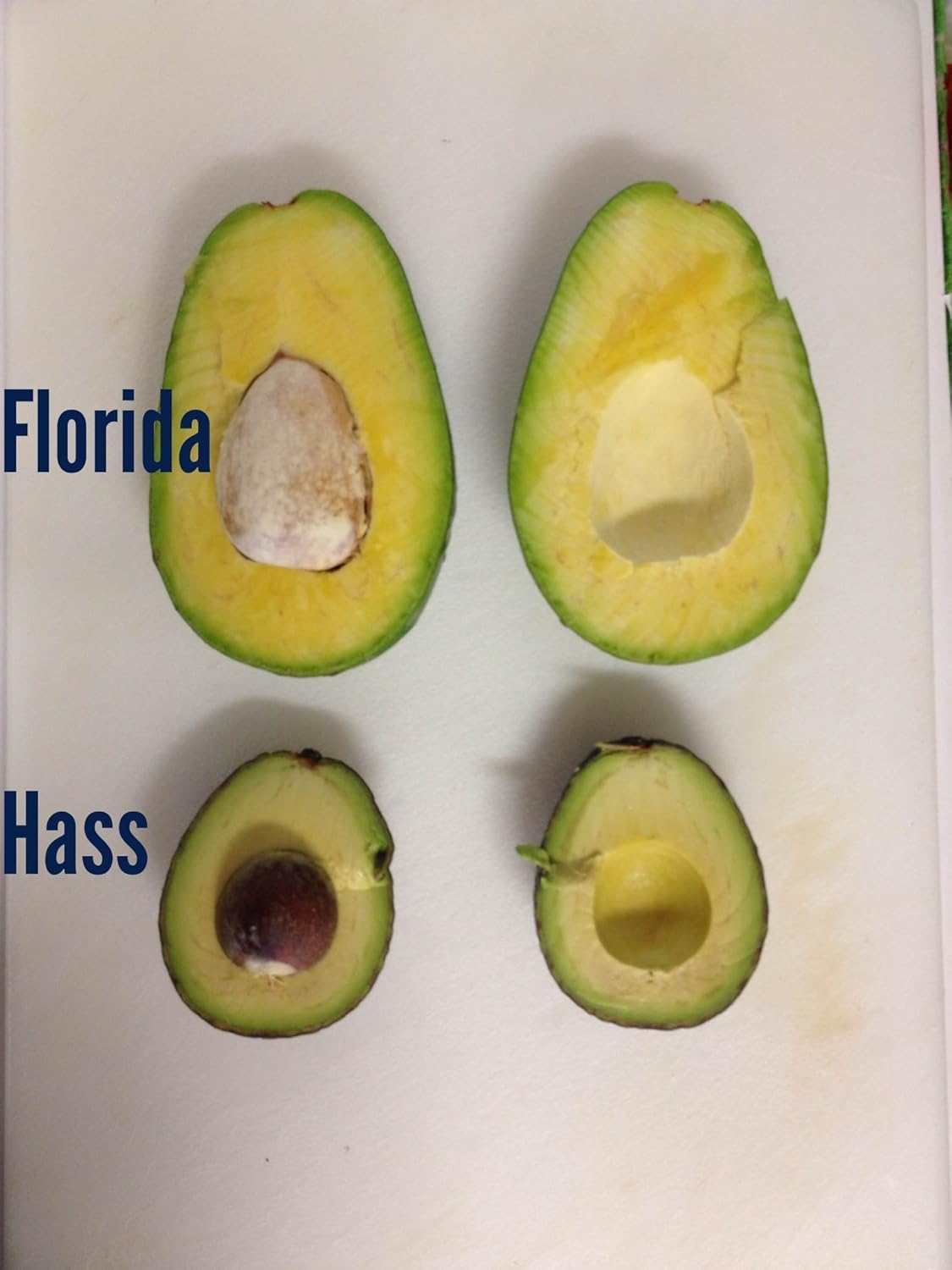 Florida Avocado Avocados 4 Count Amazon Com Grocery Gourmet Food