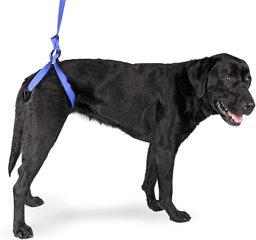 happy at heel harness amazon