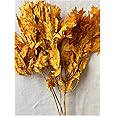 Preserved Fall Oak Leaves l Dried Autumn Leaves for Crafts and Decoration | Preserved Oak Leaves l Dried Arrangement for Home