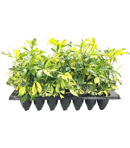 small plant pots indoor Mini White Ceramic Cactus Planter with Drainage Hole and Bamboo Tray main image 1