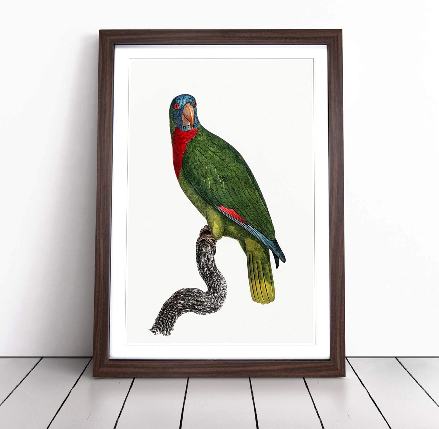 Framed Wall Art Print RedNecked Amazon Parrot by F. Levaillant