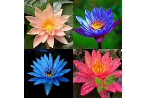 Planterest - Water Lily Tuber 4 Pre-Grown Hardy Lily Rhizome Live Aquarium Plant