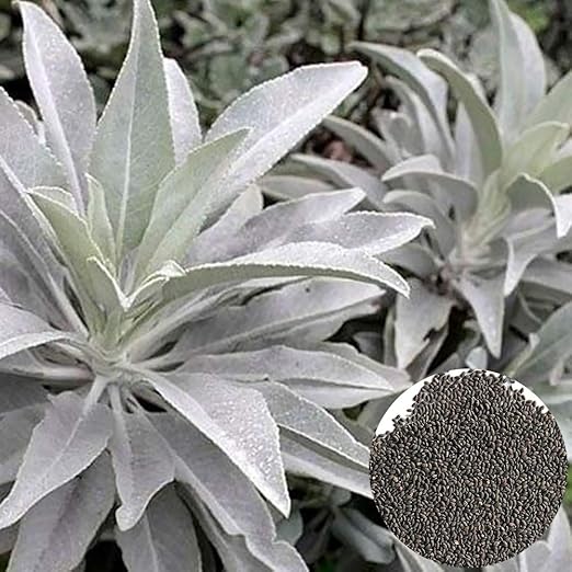 Get Ypypiaol 100pcs Bianco Semi Di Erbe Salvia Balcone Bonsai Casa For iPhone Free Wallpaper Ypypiaol 100pcs Bianco Semi Di Erbe Salvia Balcone Bonsai Casa Desktop Wallpaper