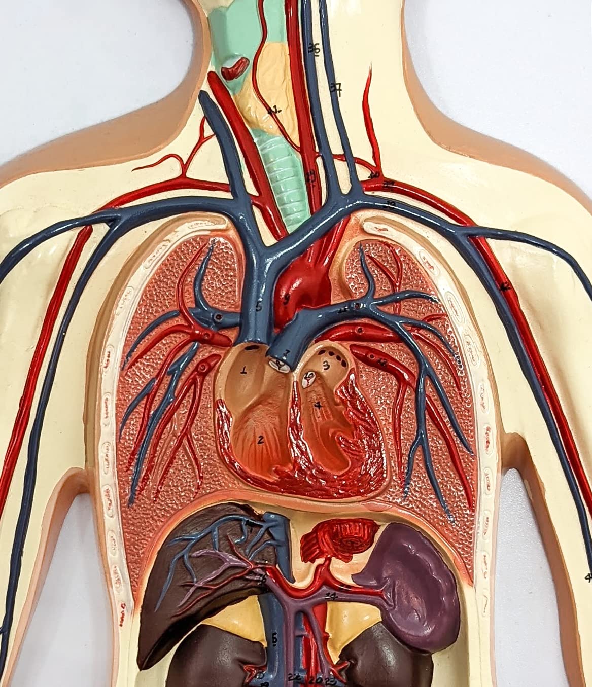 Axis Scientific Human Circulatory System Model, Half Life-Size, Realistic, Detailed Arteries and Veins Model with Thoracic Organs, Includes a Product Manual