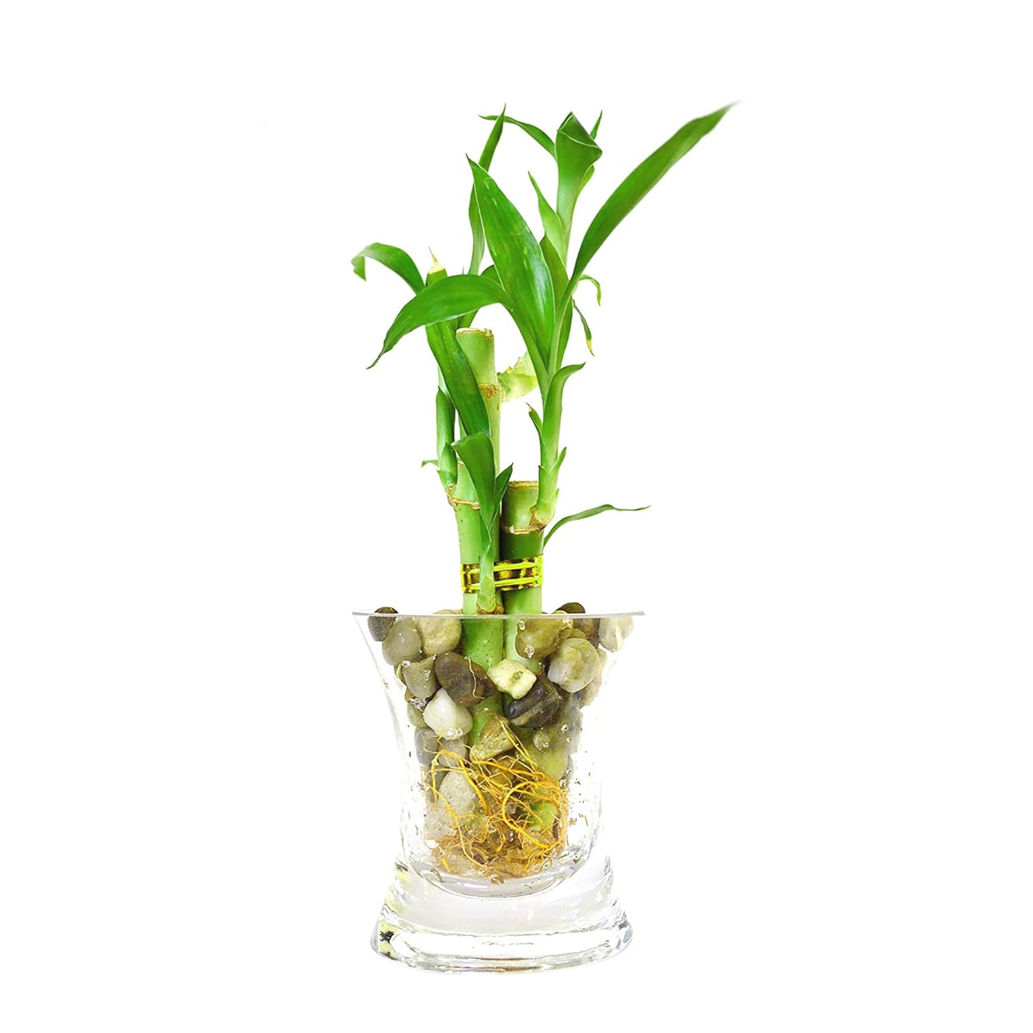 Amazon Com 9greenbox Lucky Bamboo Glass Vase And Pebbles Live Indoor Bamboo Plants Grocery Gourmet Food