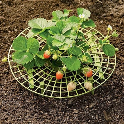 Todaytop 10 Piezas de Fresas para Plantas de Cultivo de Fresa ...