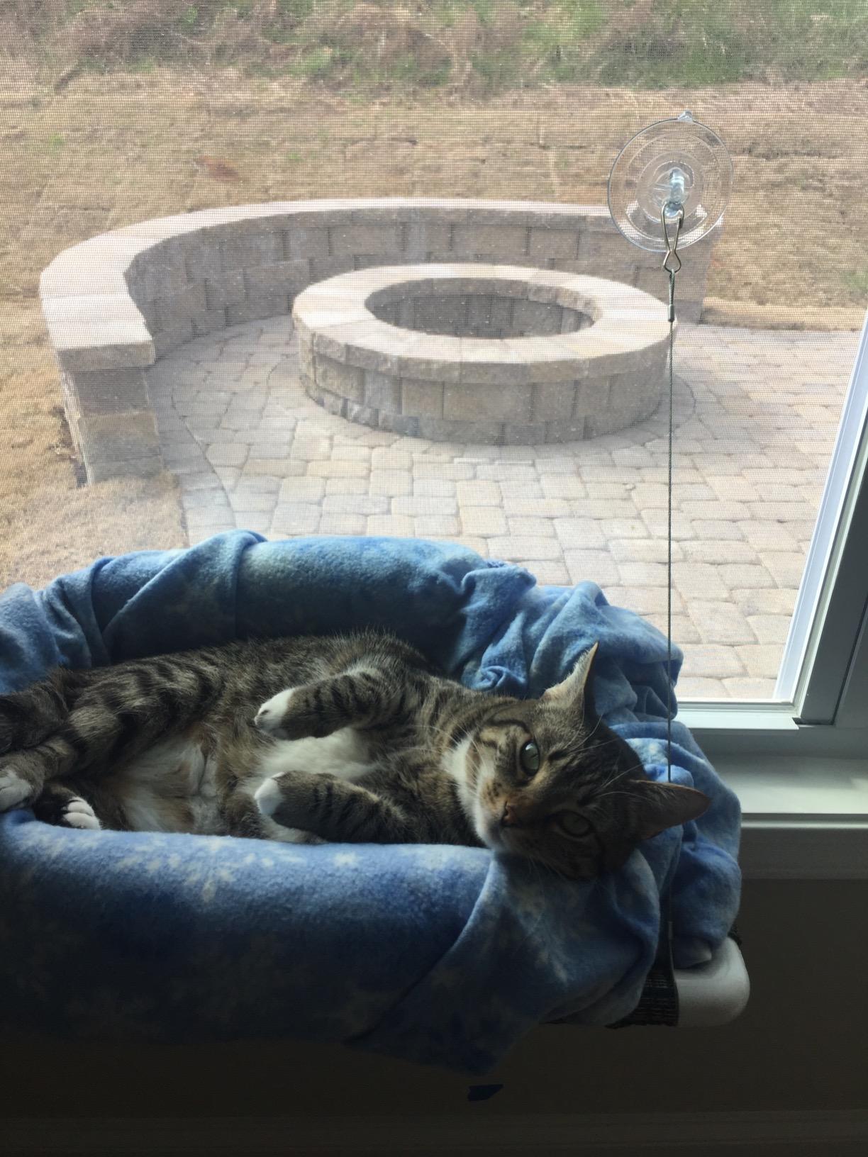 Pictures Kitty Cot Original™