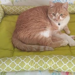 Pecute Alfombra para Mascota,Cama para Mascota,Desmontable y ...