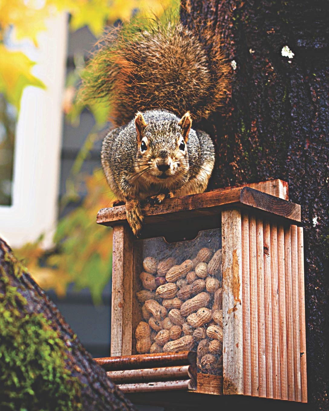 Amazon Com Gray Squirrel On Peanut Feeder Journal Notebook With