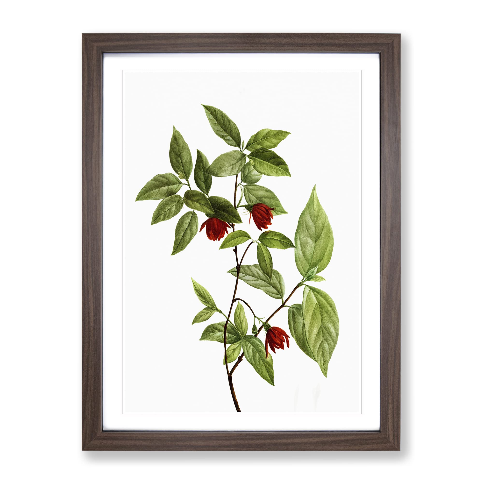 Calycanthus Venus Flowers By Pierre Joseph Redoute Vintage Framed Wall Art Print, Ready to Hang Picture for Living Room Bedroom Home Office Décor, Walnut A3 (34 x 46 cm)