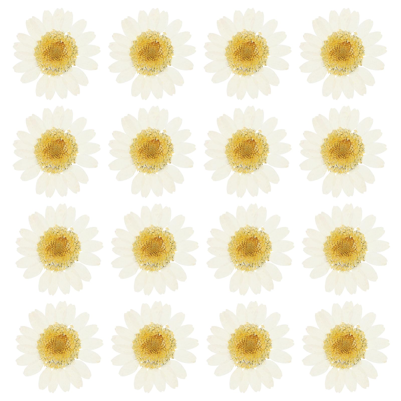 PATIKIL 48 Pcs Dried Pressed Flower Natural Dried Daisy Flower for DIY Art Crafts House Decoration Nails Decoration,Dye White