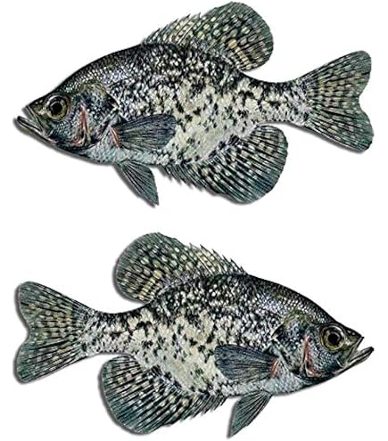 Crappie Fishing USA Flag Vinyl Sticker - 5" Outdoor Rated Decal For Cars, Windows & Gear