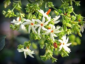 Siam Garden Live Coral Jasmine Plant Night Flowering Parijat Plant