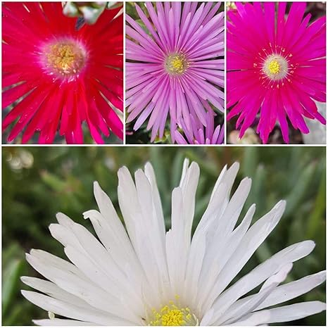 Amazon Co Jp 発芽seeds 10本の挿し木 10 多肉挿し木無根アイスプラントlampranthusをspectabilis ホーム キッチン