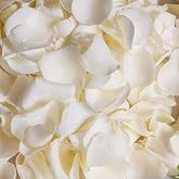 Koceko 200Pcs Dried Real White Rose Petals, Freeze Preserved Flower Petals | 1.8oz for Gifts Wedding Party Decor, Dinner Table Centerpieces, Bridal Shower,Confetti