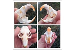 BRANDLESS Racoon Dog Skull,Cat Skull,Coypu Skull,Muskrat Skull,Fox Skull,Raccoon Dog Skull,Mink Skull,Taxiderm Skull Specimen