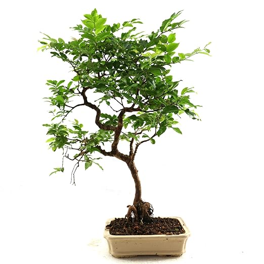 Bonsai Ciliegio Syzygium Paniculatum Bonsai Da Interno 14