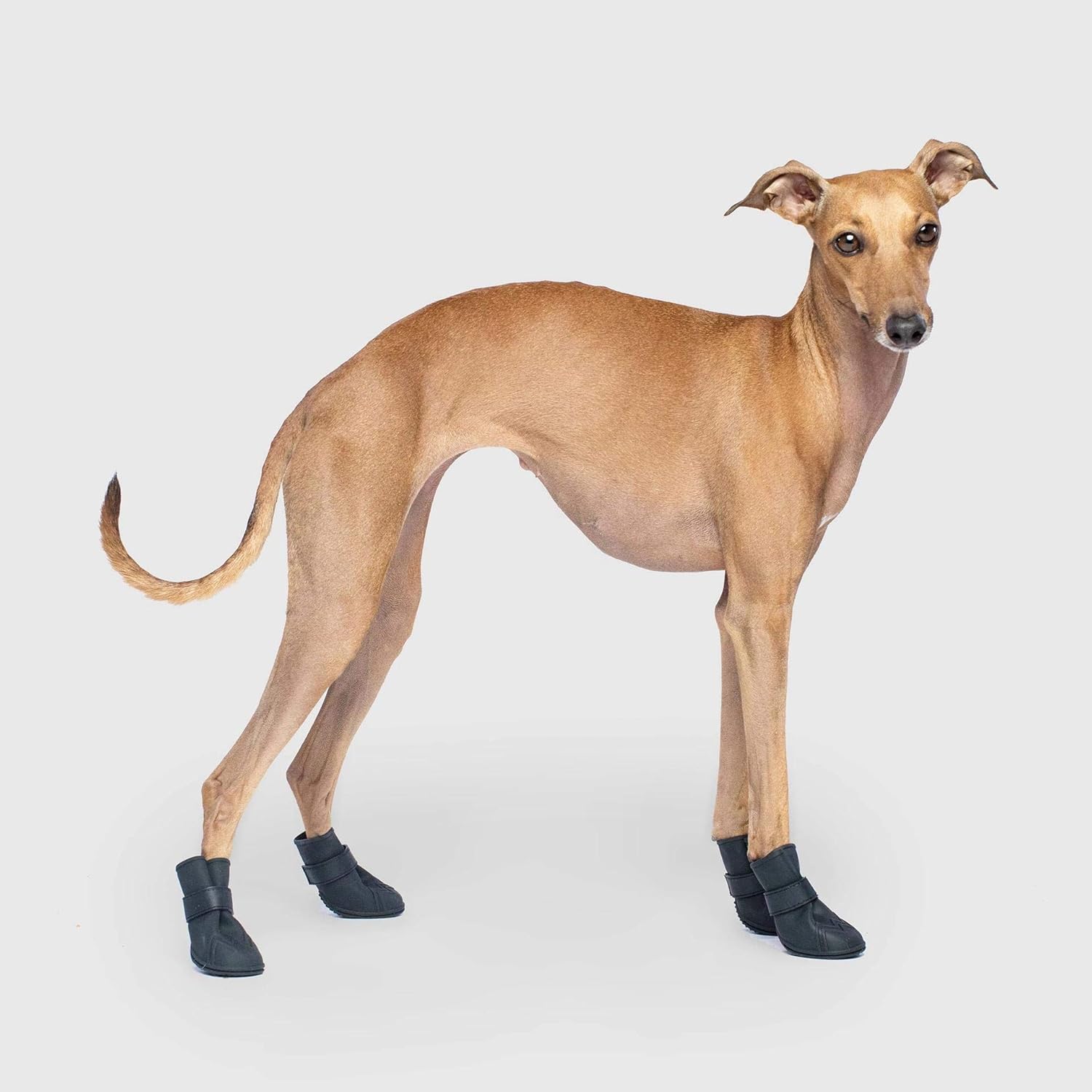 wellies for dogs to wear