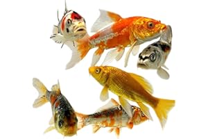 Toledo Goldfish Live Butterfly and Standard Fin Koi Combo, Live Fish with a Variety of Colors and Patterns - Perfect for Ponds, Tanks, and Aquariums - 3-4 Inches, 4 Count