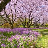 Outsidepride Dame's Rocket Flower Seeds - 5000 Pcs Perennial, Easy to Grow, Deer Resistant &amp; Self-Seeding Wildflower Seeds for Planting Vibrant and Fragrant Blooms in Pollinator &amp; Butterfly Gardens