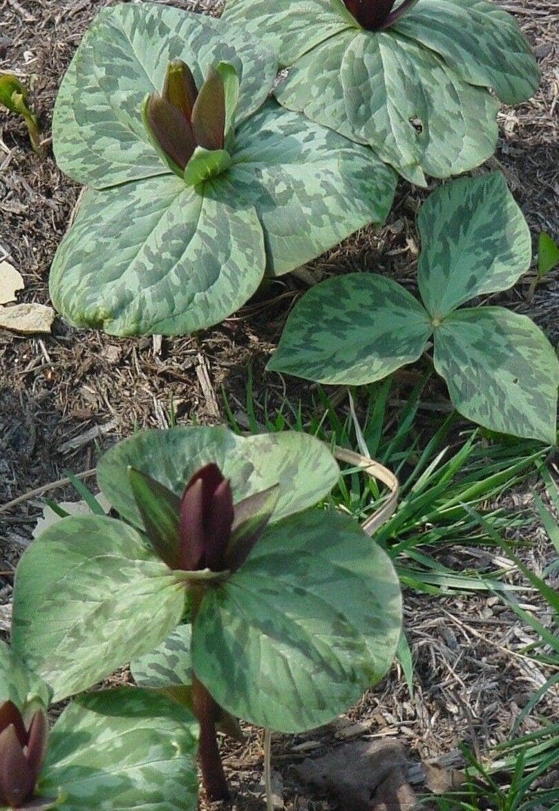 5 Toad Sessile Trillium Premium Native Plants Wildflowers Bulbs Root Bulbs Seeds for Planting CPM97-RR