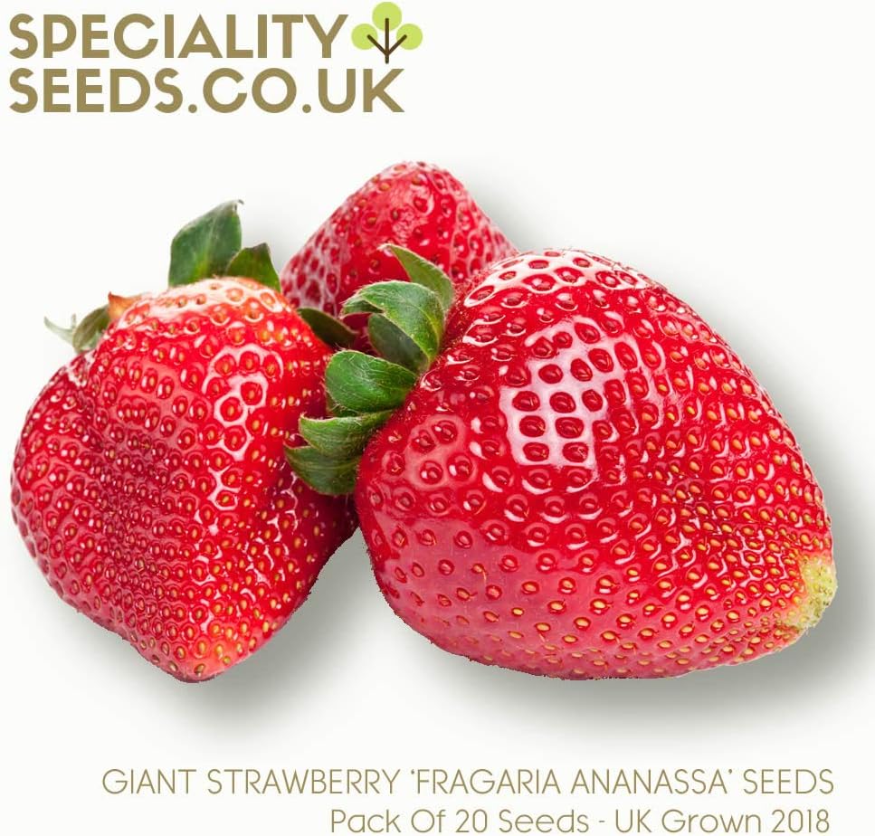 Strawberry Seeds - Grow Your Own 'Giant Red Strawberries' Fragaria Ananassa Rare Heirloom Fruit Seeds - Pack of 20 Seeds