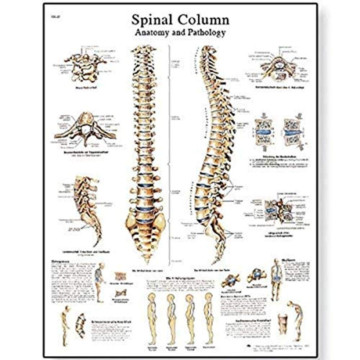 3B Scientific VR1152L Spinal Column Chart Laminated Version 1001480