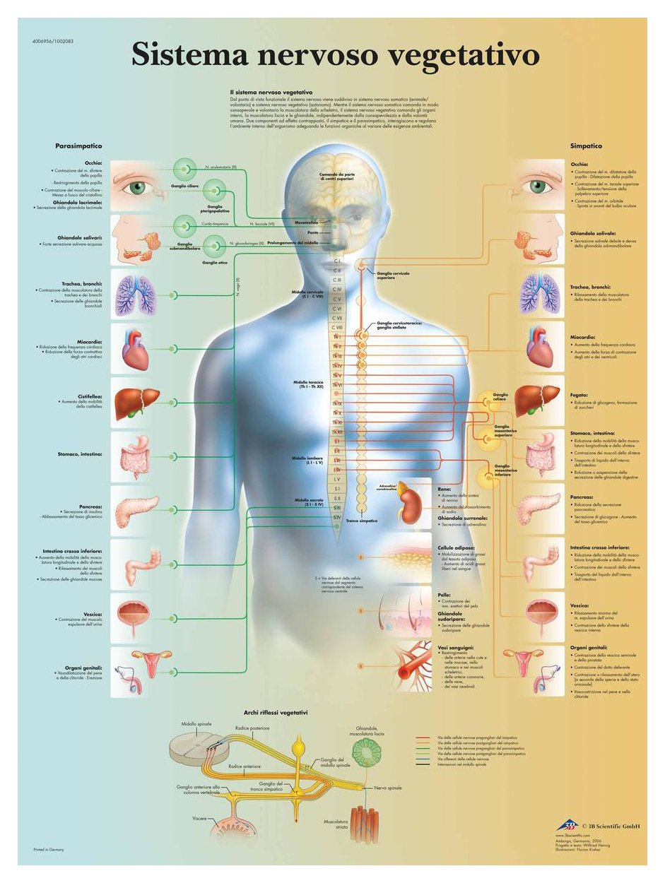 3B Scientific VR4610L "Il cervello umano" Printed in Paper
