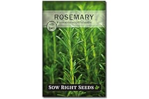 Sow Right Seeds - Rosemary Seed for Planting - Non-GMO Heirloom Packet with Instructions to Plant and Grow a Kitchen Herb Garden - Indoors or Outdoor - Tasty Culinary Herb, Super Fragrant (1)
