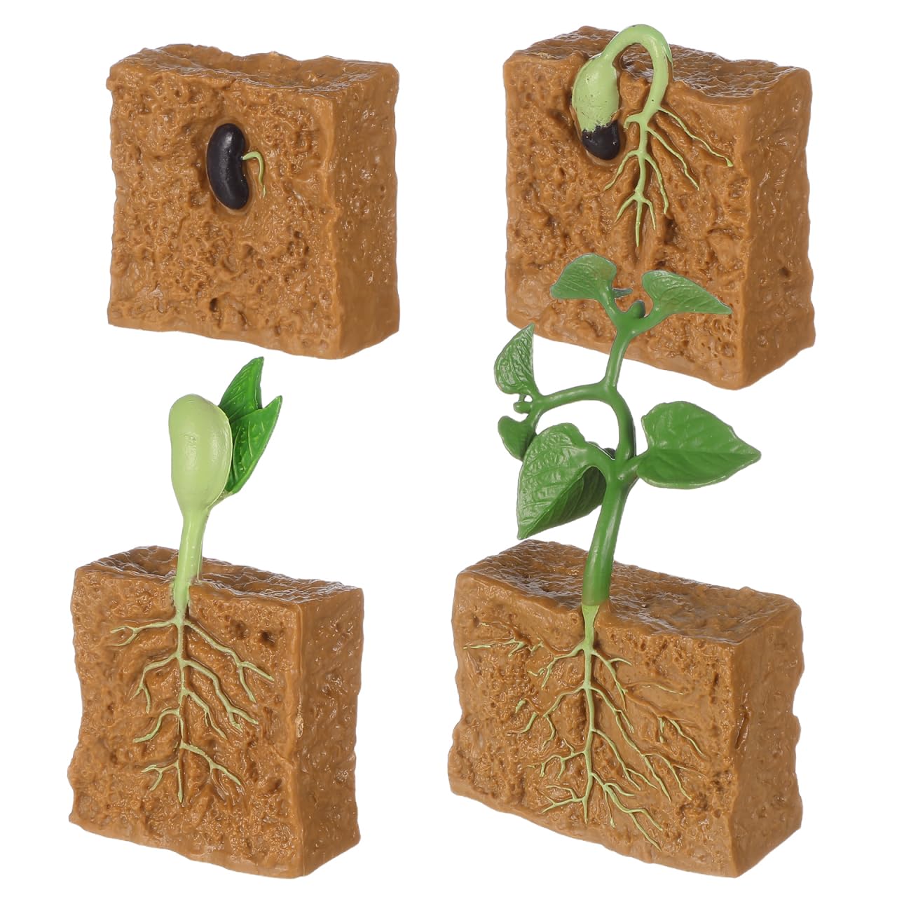 Tomaibaby Plant Growth Cycle Model: Life Cycle of a Plant - Beans Growth Stage Model for School Teaching Kids Children Science Early Education Learning Toys