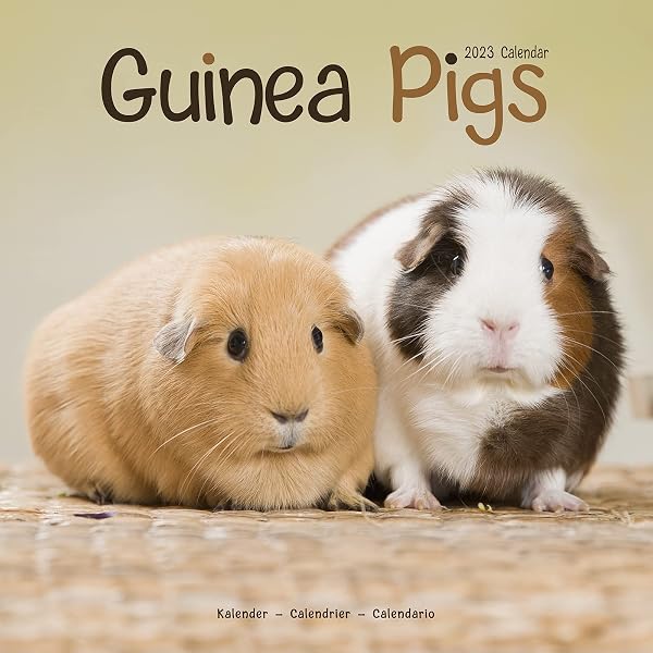 Guinea Pig Calendar - Cute Animal Calendar - Calendars 2022 - 2023 Wall  Calendars - Animal Calendar - Guinea Pigs 16 Month Wall Calendar by  Avonside: MegaCalendars: 9781839418051: Amazon.com: Books