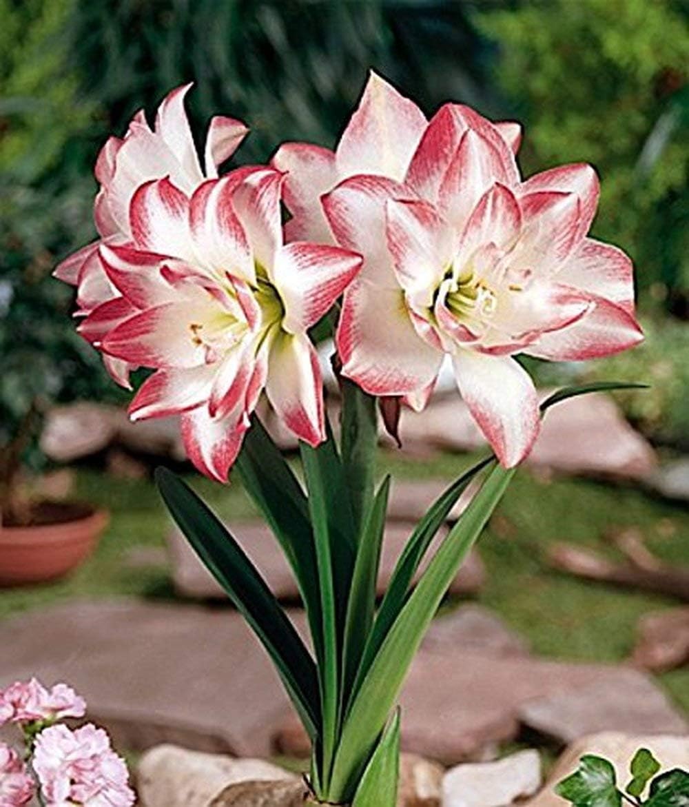 Amaryllis Bulbs Beautiful Amaryllis Dancing Queen 4pcs Hippeastrum
