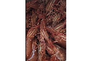 Pacific Northwest Seafood Notebook Fresh Prawn Catch – Coastal Fishing Journal: 6x9 Lined Notebook for Fishing Logs, Notes, J