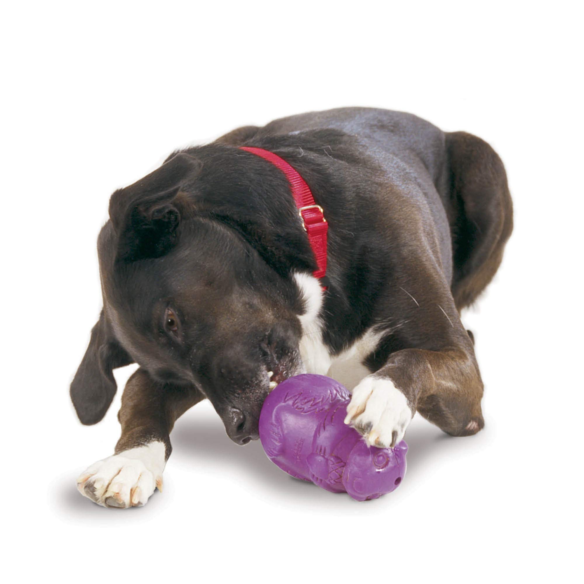PetSafe Busy Buddy Squirrel Dude Dog Toy - Treat Dispensing Toy – Large