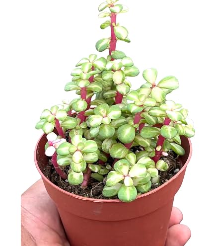 Amazon.com : Variegated Elephant Bush | Portulacaria afra Succulent Live  Plant | Unique Succulent Gift Decoration (4 inch) : Patio, Lawn & Garden