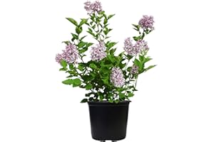 Green Promise Farms Syringa PATULA `Miss Kim` (Lilac) Shrub, 3-Size Container, Lavender Flowers