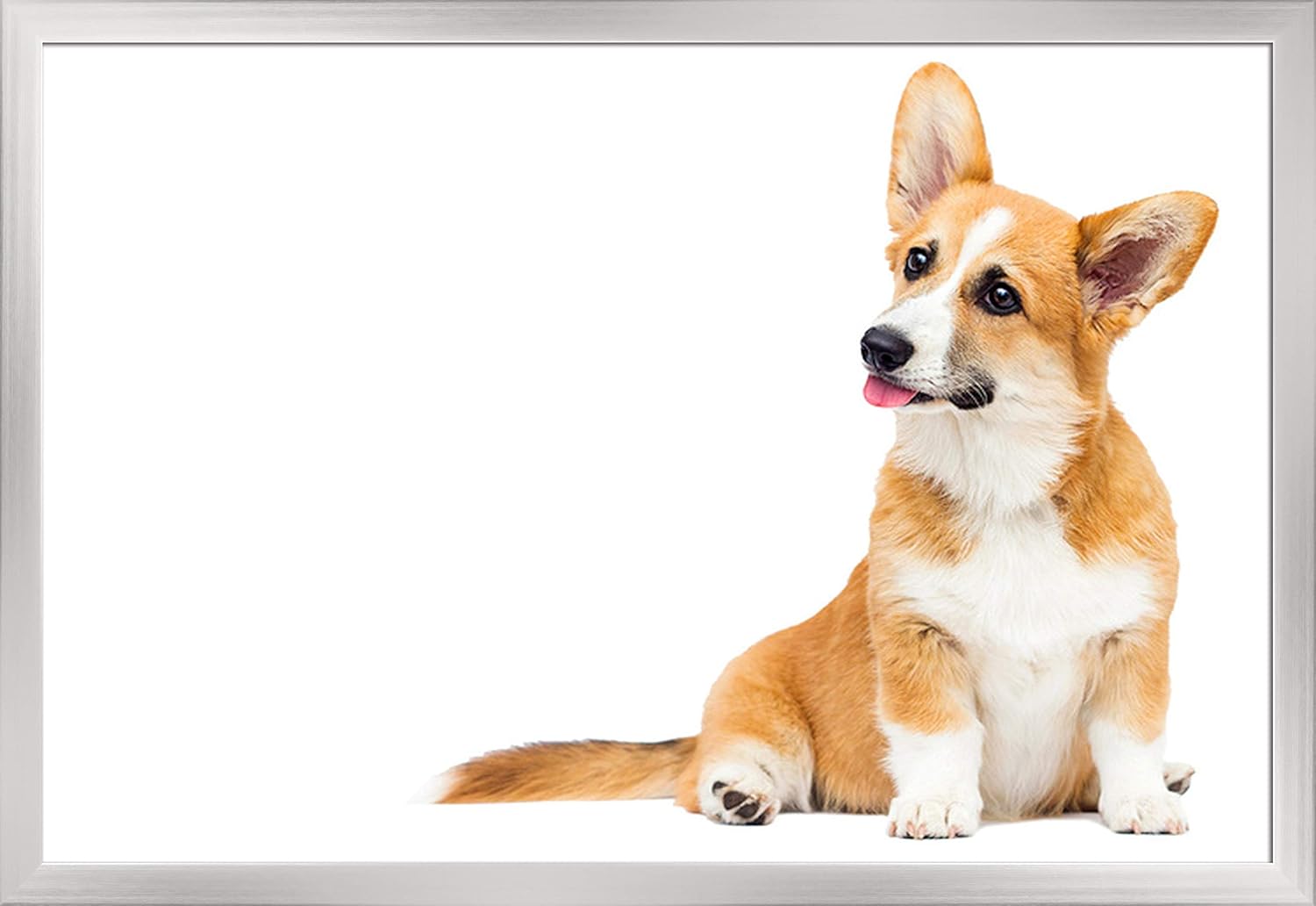 silver corgi puppies
