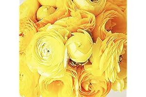 MARDE ROSS & COMPANY Yellow French Peony Ranunculus - 12 Largest Size Corms, Premium Bulbs for Vibrant Yellow Blooms, Ideal for Garden Beds, Perfect for Spring Planting 2025, Elegant Peony-Like Flowers