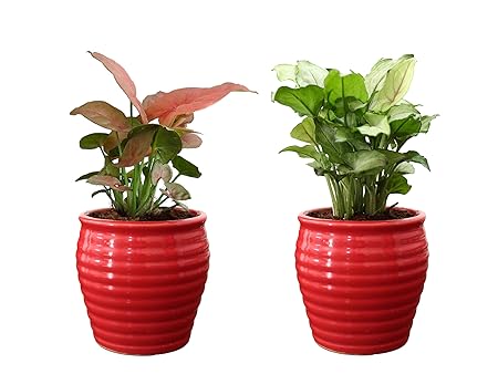 Rolling Nature Combo of Good Luck Air Purifying Live Pink Syngonium and Green Syngonium Plant in Red Ceramic Pot