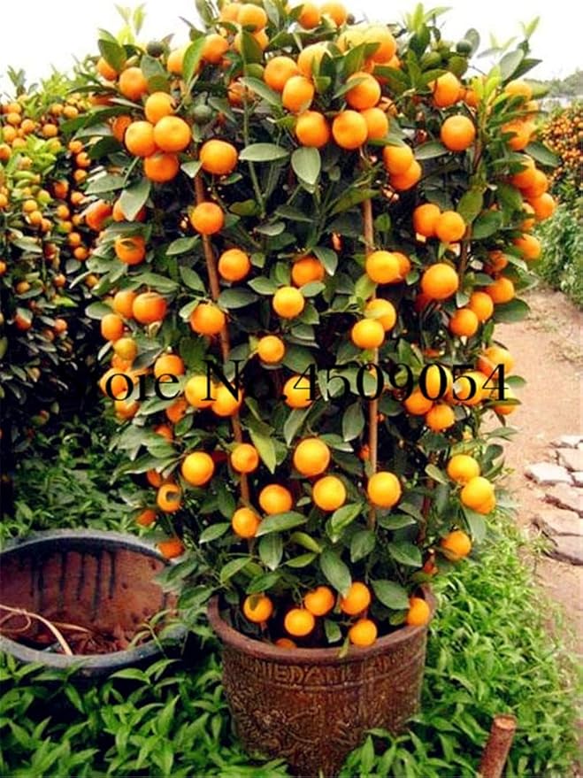 Pinkdose Pianta Di Agrumi Bonsai Mandarino Arancio Flores Frutta Commestibile Albero Bonsai Plantas Cibo Sano Casa Giardino Facile Da Coltivare 40pcs In Vendita 1 Amazon It Giardino E Giardinaggio