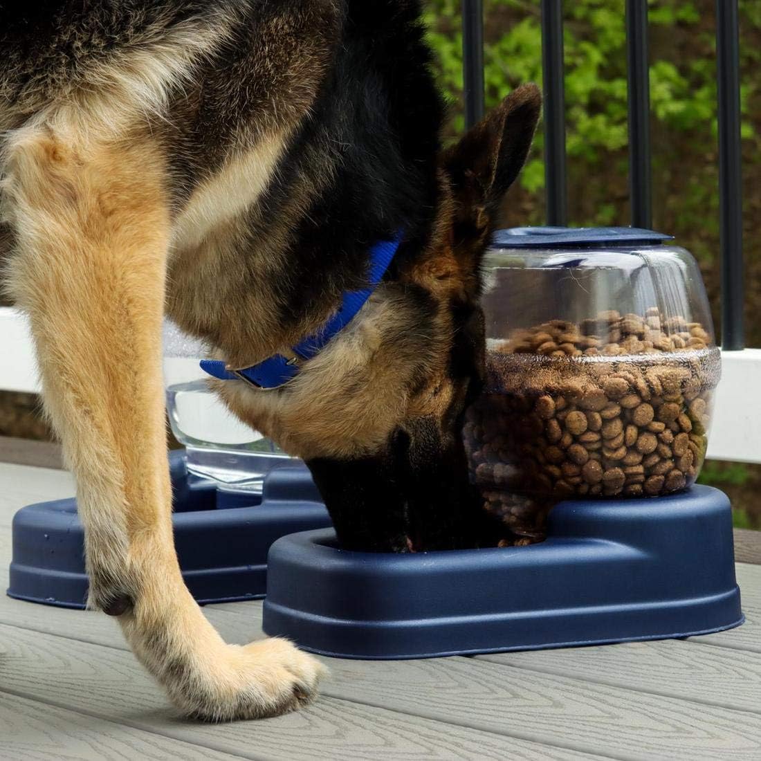 Bergan Petite Gourmet Feeder Combo (Assorted) : Pet Self Feeders : Pet Supplies