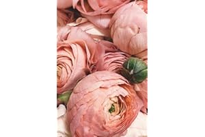 The Ultimate Daily Journal for Your Ozempic™ & other Semaglutide GLP-1 Medications. A 26-Week/6-Month diary printed in color.: Strategically created ... what works and what didn't work for you.