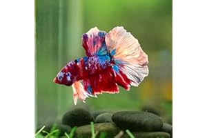 D&A TROPICAL FISH LLC D&A Tropical Live Fish-1 Male Halfmoon Betta Live Fish- Live Betta Fish for Pond, Fish Tank or Aquarium, Live Fish Freshwater (Koi Galaxy Nemo)