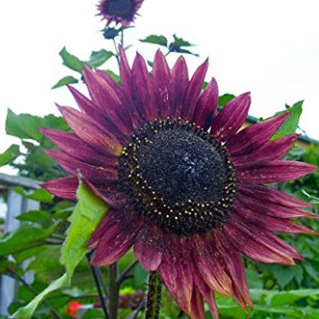 GoodKE Beautiful Flower Ornament Plant Home Garden Purple Sunflower Seeds Flowers