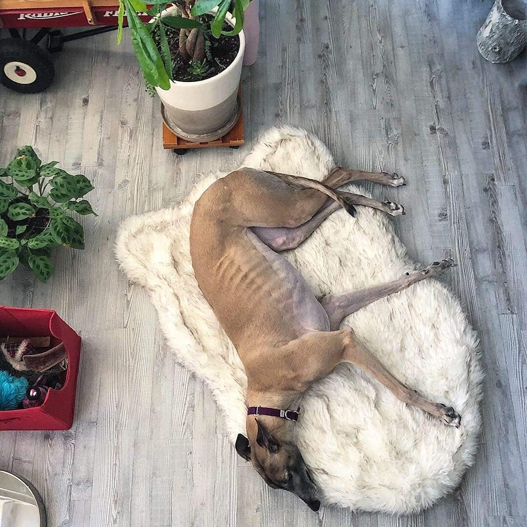 puprug faux fur