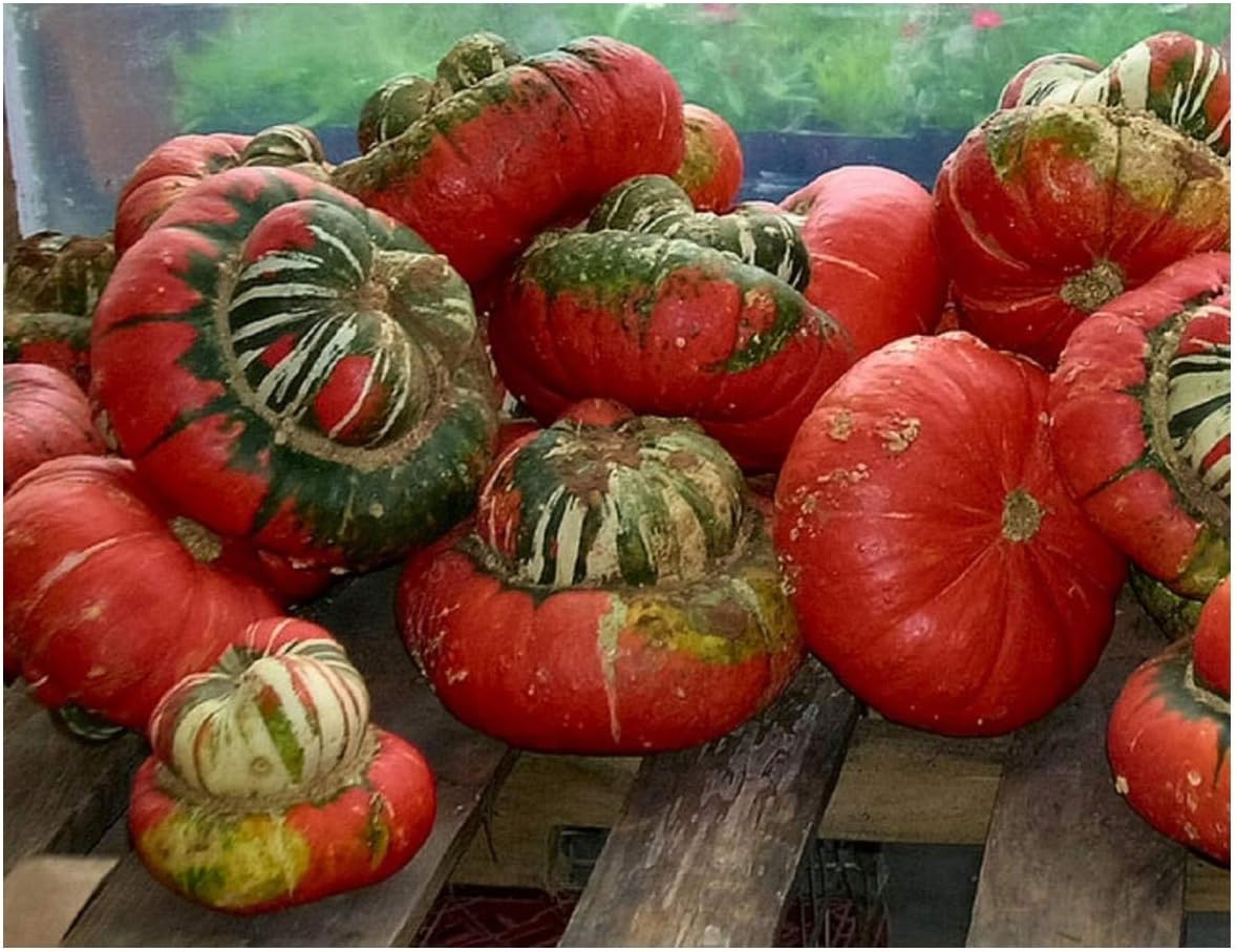 PREMIER SEEDS DIRECT - Gourd - Turks Turban - 25 Seeds - Unusual, Orange